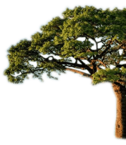 Rena Tree Baum - 無料png