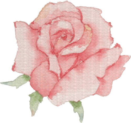 Rose watercolor - ingyenes png