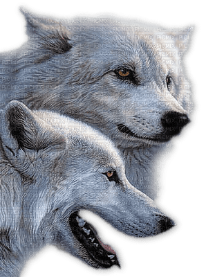 loup ** - 免费PNG