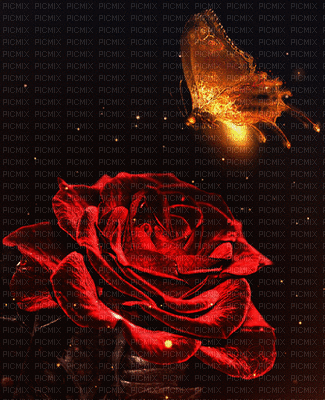 розы - 免费动画 GIF