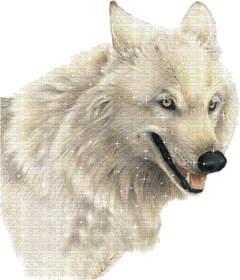 Wolf----NitsaPapacon - GIF animé gratuit