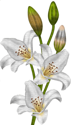 Kaz_Creations Flowers Flower - darmowe png
