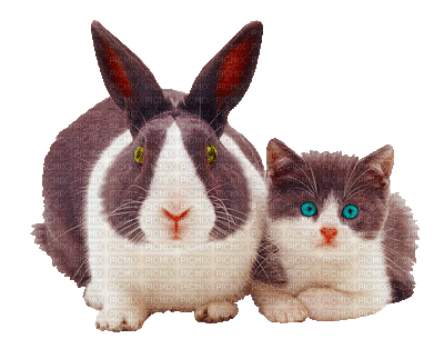 Kaz_Creations Animated Rabbit Cat Kitten - Безплатен анимиран GIF