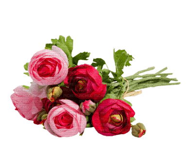 minou-flower-fleur-fiore-blomma-pink-rosa-rose - 免费PNG