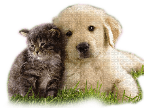 Rena Dog Cat Hund Katze - PNG gratuit