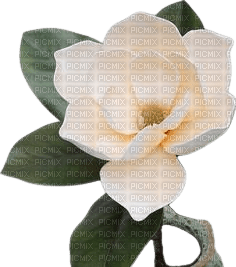 magnolia - png grátis