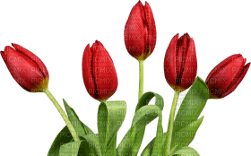 Kaz_Creations Deco Flowers Tulips Flower - besplatni png