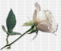 rose blanche - PNG gratuit