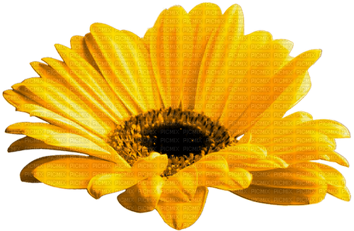 Flower.Yellow - PNG gratuit