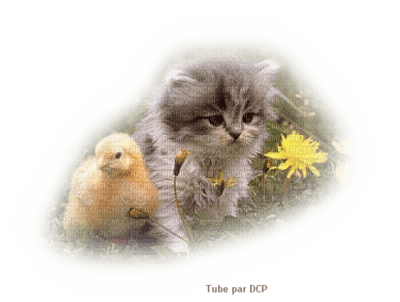 chaton avec un petit canard - δωρεάν png