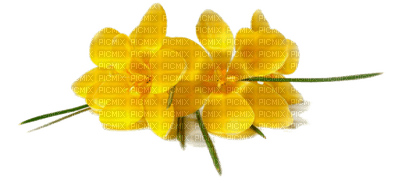 Kaz_Creations Flowers Flower - фрее пнг