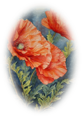 loly33 poppy coquelicot - png grátis