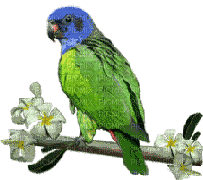 papagei branch kiss jungle flower summer ete vogel bird oiseau spring printemps deco tube animal gif anime animated oiseaux - Free animated GIF