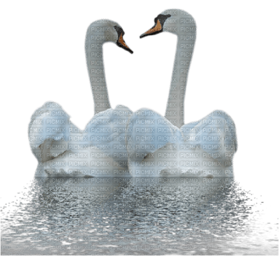 Swan*kn* - PNG gratuit
