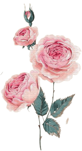 vintage roses - besplatni png