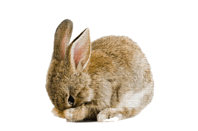 bunny - besplatni png