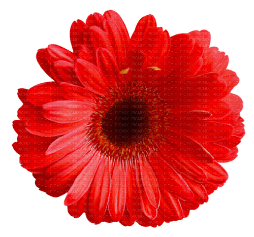 red spring flower - PNG gratuit