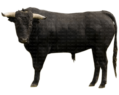 Spanish bull bp - png grátis