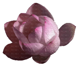 Lotus Blüte - Bezmaksas animēts GIF