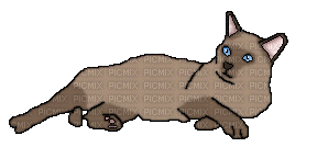 Brown Siamese Cat - Besplatni animirani GIF
