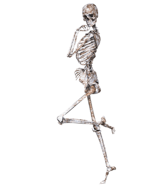 skeleton - zdarma png