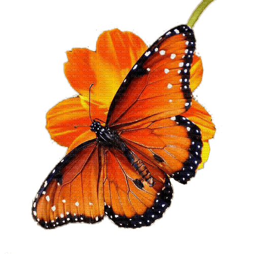 papillon orange.Cheyenne63 - zdarma png