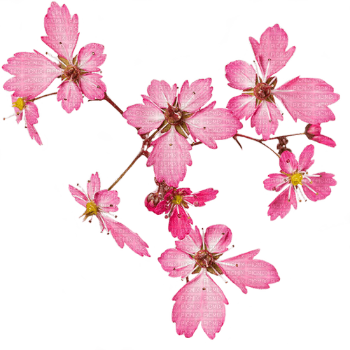 Pink Blossom - бесплатно png