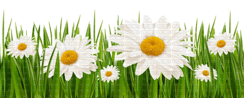 Daisies Bb2 - 免费PNG