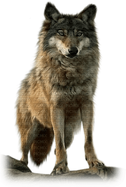 wolf bp - besplatni png