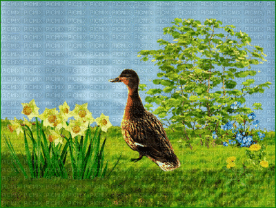 spring printemps fond background hintergrund  image flower fleur paysage blossoms landscape pond water teich grass duck gif anime animated étang canard - GIF animé gratuit