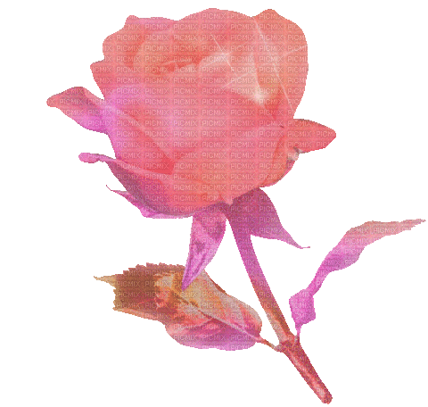 Rose - Besplatni animirani GIF