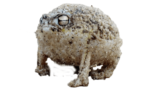 vicious desert rain frog - Free PNG