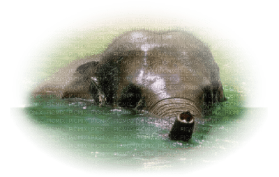 Kaz_Creations Elephants Elephant - kostenlos png
