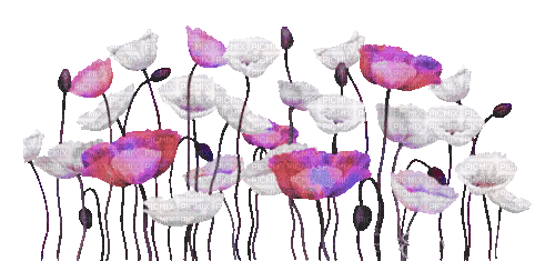 soave deco flowers poppy border  white pink purple - Animovaný GIF zadarmo