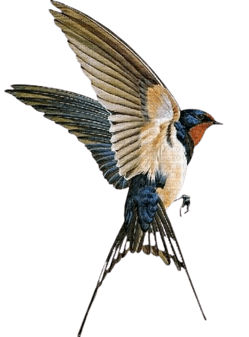 oiseau - png grátis