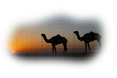 camel bp - png gratis
