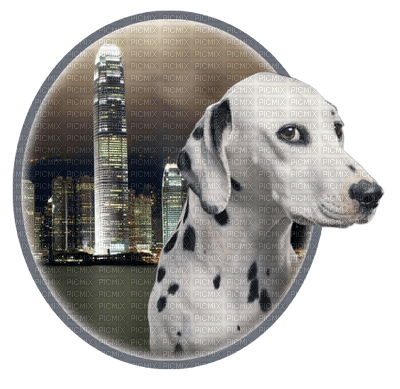 dog chien hund animal tube hunde dogs chiens animals - Free PNG
