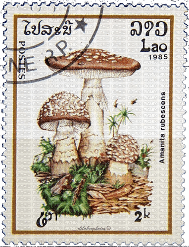 brown mushroom stamp laos - kostenlos png