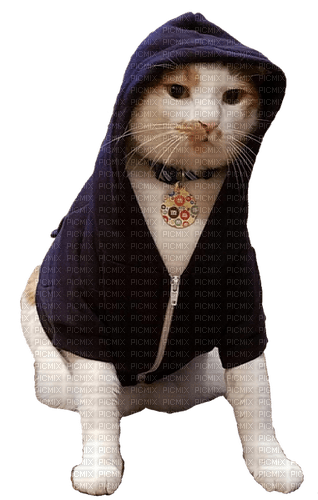 cat in hoodie - безплатен png