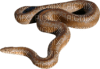 Serpent - 免费PNG
