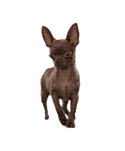 Chihuahua - 免费PNG