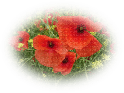 chantalmi fleur coquelicot rouge - png gratuito