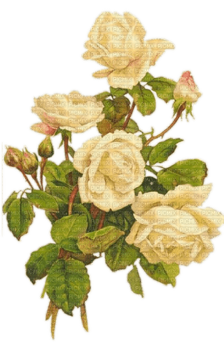 Vintage Rosen, gelb - gratis png