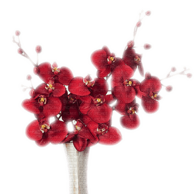 patymirabelle fleurs orchidée - безплатен png