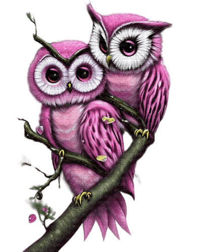 chouettes - Free PNG