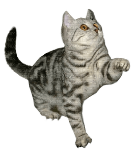 kitty 3 - Free PNG