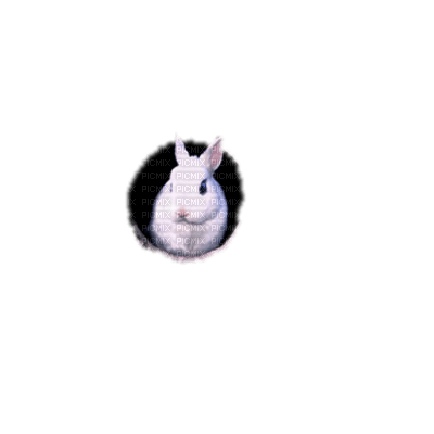 bunny - nemokama png