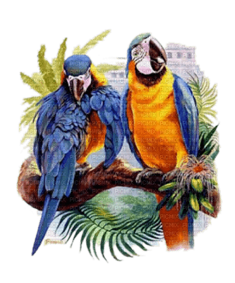 perroquet - фрее пнг