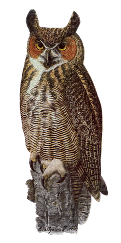 kikkapink owl bird - ingyenes png