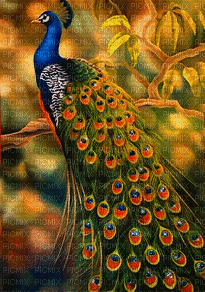 peacock-NitsaPapacon - Animovaný GIF zadarmo